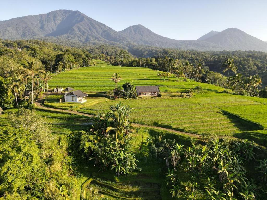 Kubu D'Ume Homestay Jatiluwih Dış mekan fotoğraf