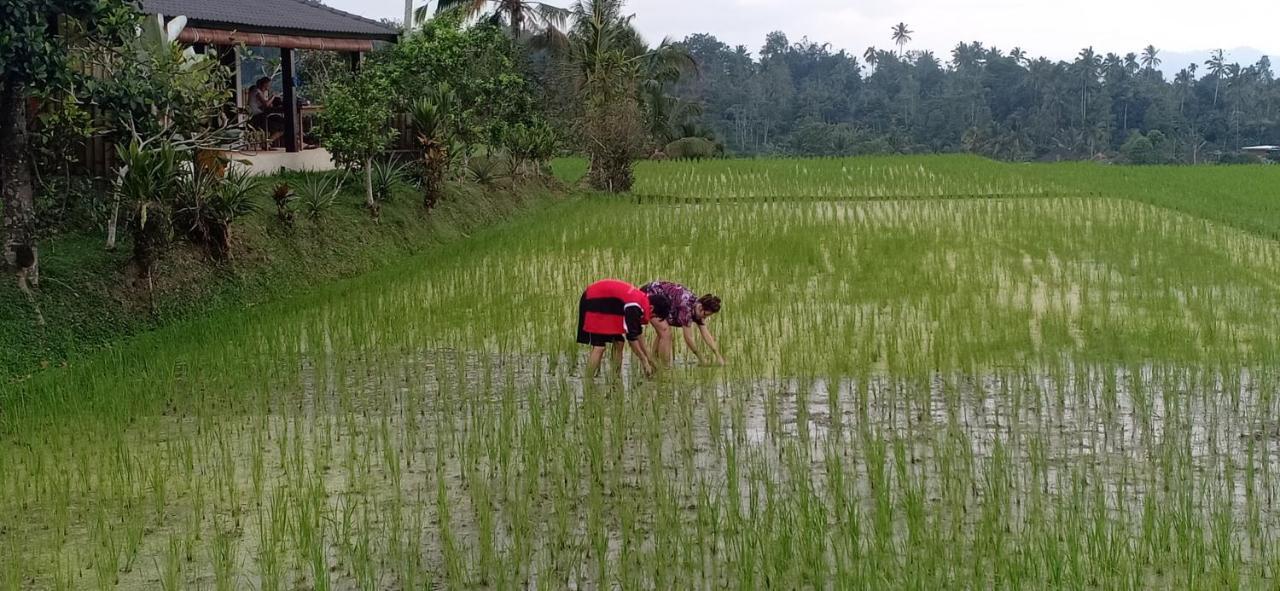 Kubu D'Ume Homestay Jatiluwih Dış mekan fotoğraf